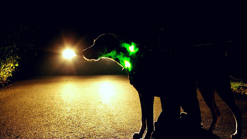 Obroża LED LEUCHTIE gwarantuje maksymalne bezpieczeństwo dla psów i ludzi