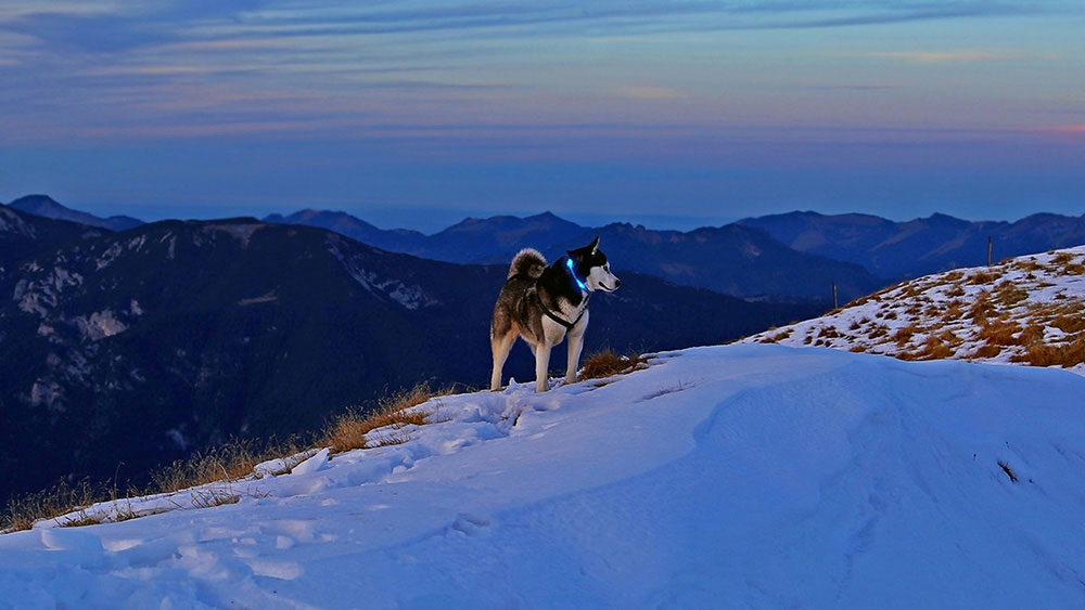 Pies z lekkim kołnierzem LED LEUCHTIE w ośnieżonych Alpach